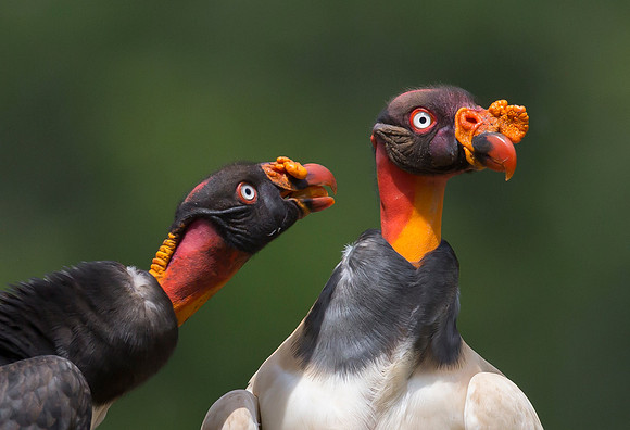 King Vulture, Costa Rica 2022