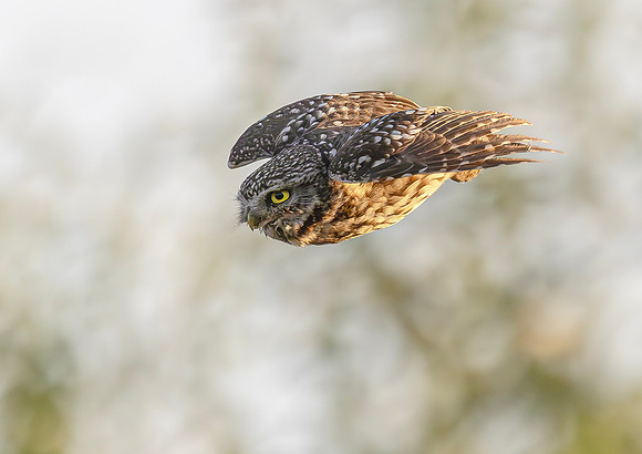 Steenuil, Little Owl, Groene Hart, Nederland 2024
