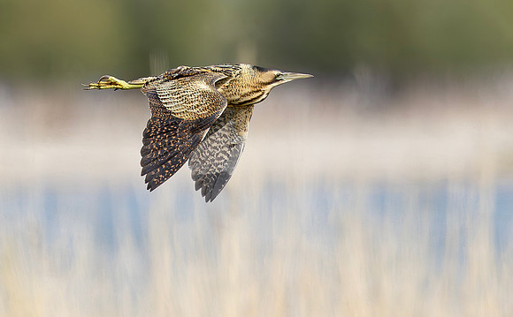 Roerdomp, Eurasian Bittern, Marker Wadden 2024