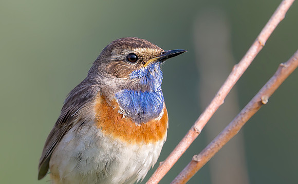 Blauwborst ♂, Bluethoat, Kockengen 2018