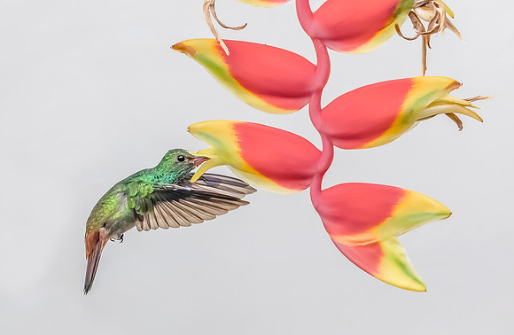 Rufous-tailed Hummingbird foraging on Heliconia spec., Costa Rica 2022