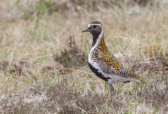 Goudplevier, Golden Plover, Storlien, Jämtland 2022
