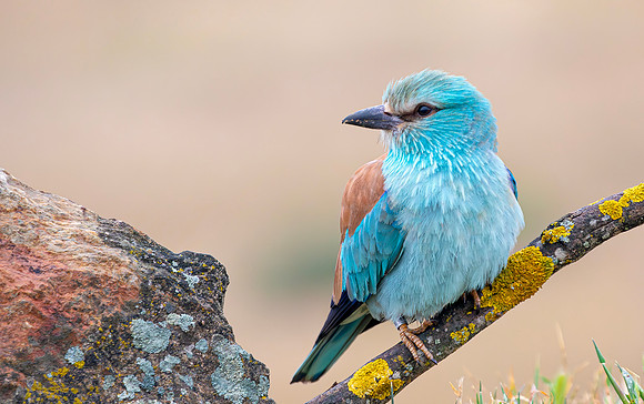 Scharrelaar ♂, European Roller, Campo Lugar, España 2019,