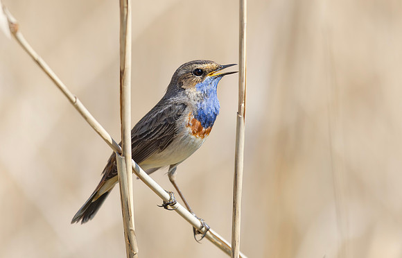 Bauwborst ♂ , Bluethroat, Waverhoek 2025