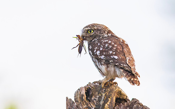 Steenuil ♂, Little Owl, Groene Hart 2025