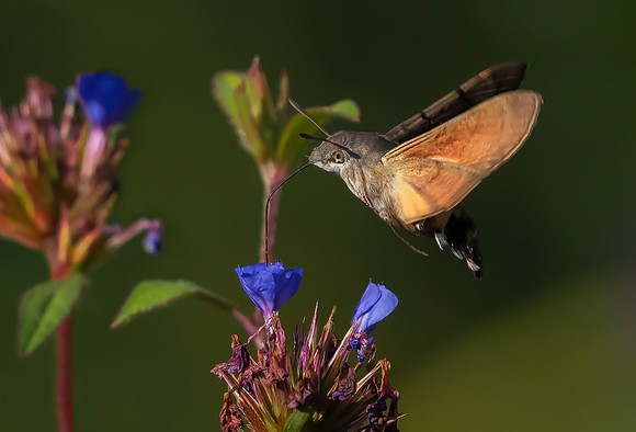 Kolibrievlinder op loodkruid, Hummingbird Hawk-moth on Leadwort, Kockengen  2022