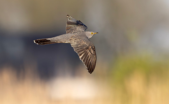 Koekoek, Common Cuckoo, Waverhoek 2024