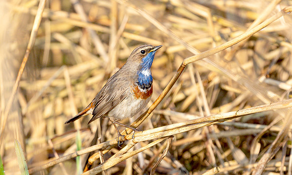 Blauwborst ♂, balts, Bluethroat courtship, Waverhoek 2017