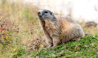 Alpenmarmot, Val Champatsch 2021
