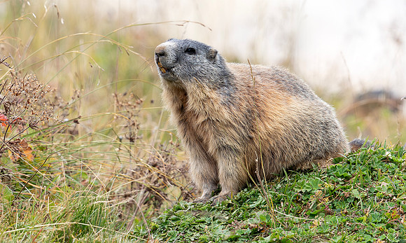 Alpenmarmot, Val Champatsch 2021
