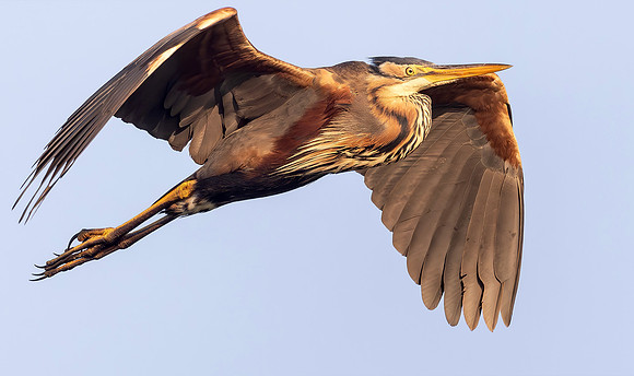 9223 Purperreiger, Purple Heron, Kockengen 17-06-2025, 0s1a1990