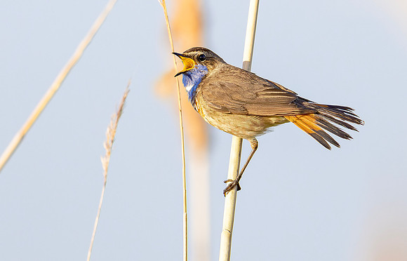 Blauwborst  ♂,  Bluethroat, Waverhoek 2025