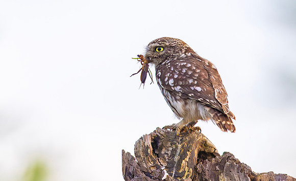 9241 Steenuil, Little Owl, Groene Hart 30-05-2025, 0S1A1324 II