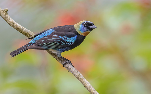 Golden-hooded Tanager, Costa Rica 2022