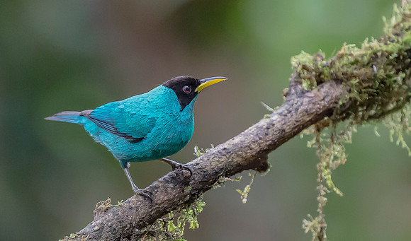 Green Honeycreeper ♂, Costa Rica 2022