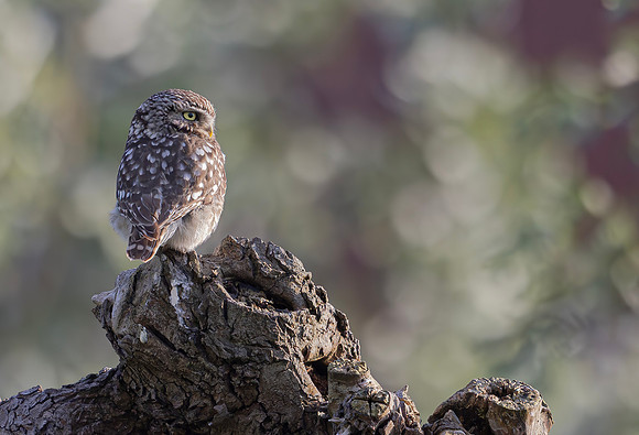 Steenuil, Little Owl, Groene Hart, Nederland 2024