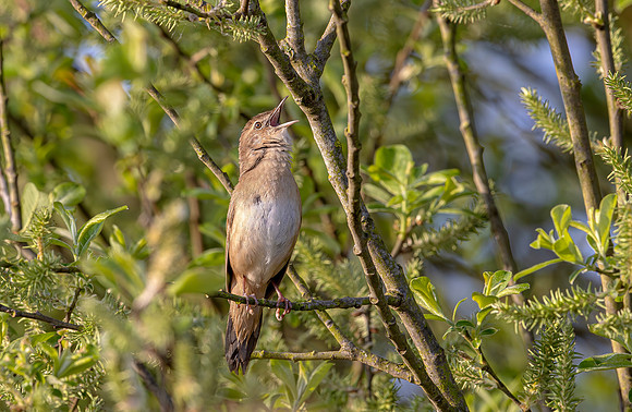 Snor, Savi's warbler, Waverhoek 2025