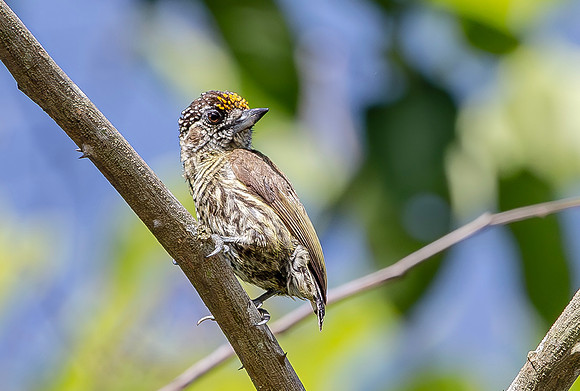 Bar-breasted Piculet, Peru 2015