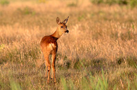 Roe Deer, Ree-geit, duinen van Schouwen 2022