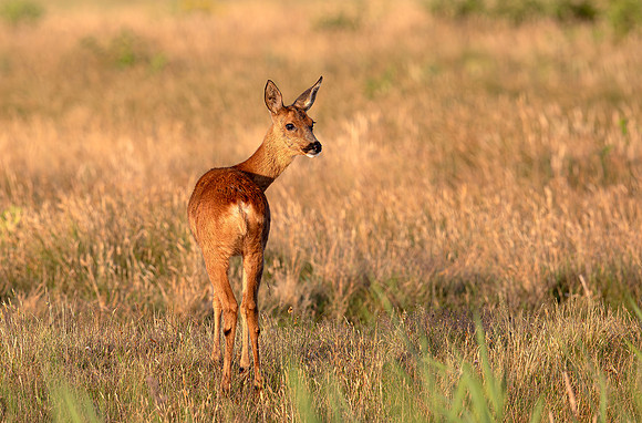 Roe Deer, Ree-geit, duinen van Schouwen 2022