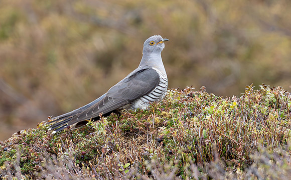 Koekoek, Common Cuckoo, Handöl, Sweden 2022