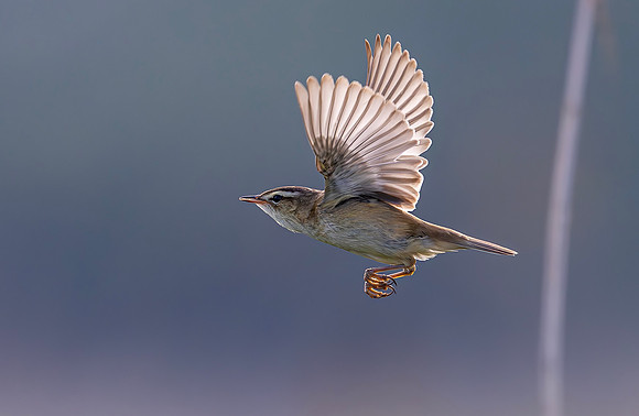 Rietzanger, Sedge Warbler, Groene Jonker 2024