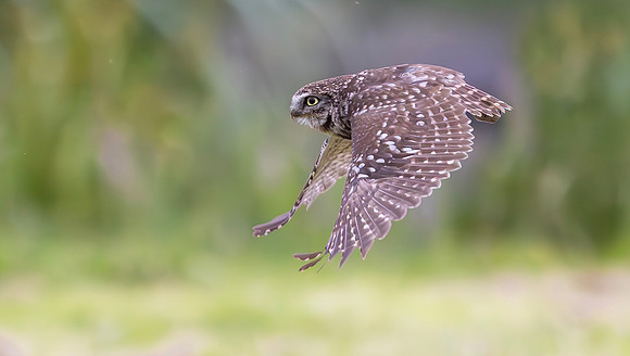 Steenuil, Little Owl, Groene Hart 2024