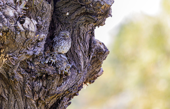 Steenuil, Little Owl, Groene Hart, Nederland 2024
