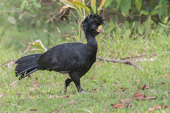 Great Curassow ♂, Costa Rica 2022
