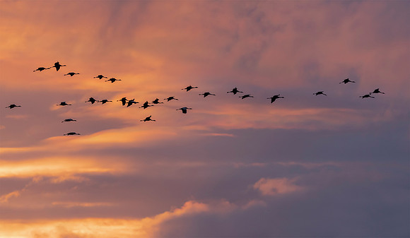 France, Kraanvogel, Common Crane,  Lac du Der Chantecoq 2019
