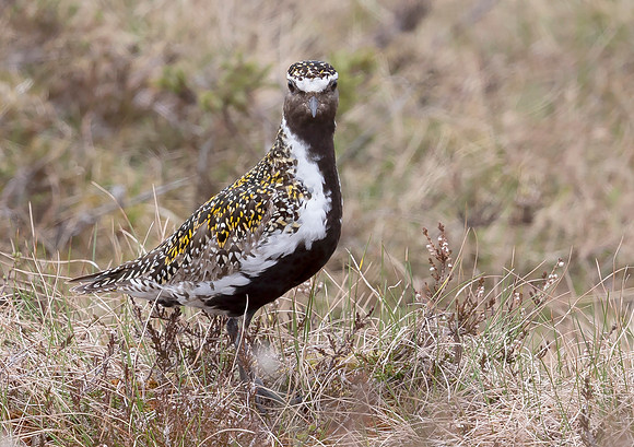 Goudplevier, Golden Plover, Storlien, Jämtland 2022