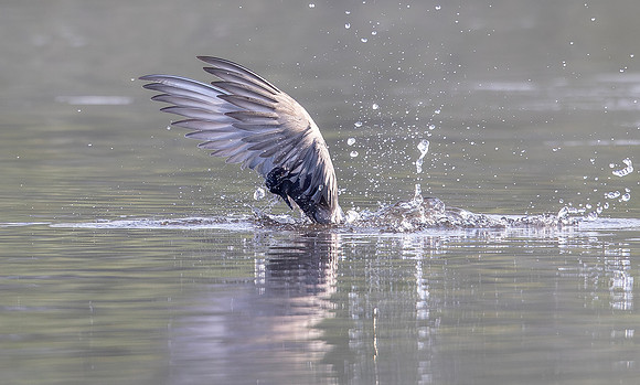 Zwarte stern, Black Tern, Kockengen 2025