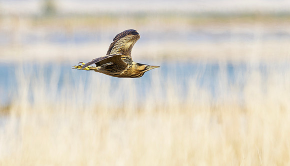 Roerdomp, Eurasian Bittern, Marker Wadden 2024