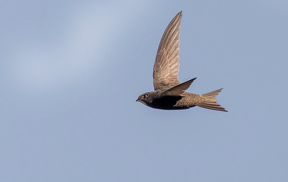 Gierzwaluw, Common Swift, Heeg 23-06-2022, 16A2230 III