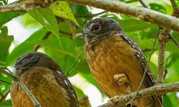 8852 Ochre-bellied Boobook,Tangkoko, Sulawesi 18-09-2018, S1A9862 def rec X
