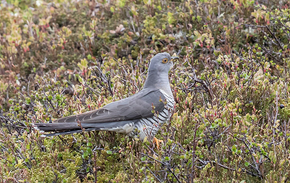 Koekoek, European Cuckoo, Handöl 12-06-2022, 16A1225 II