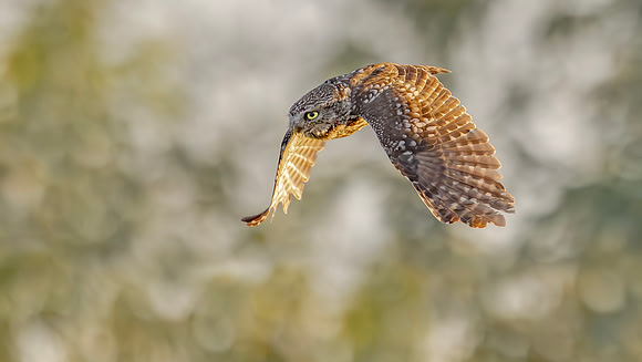 Steenuil ♂, Little Owl, Groene Hart 2024