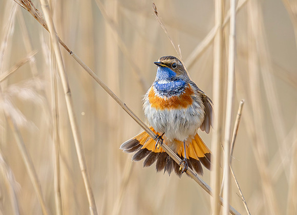 Blauwborst ♂, balts, Bluethroat courtship, Waverhoek 2024
