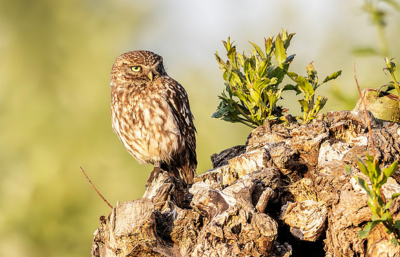 Steenuil, Little Owl, Groene Hart 2025