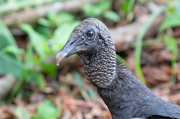 Black Vulture, Costa Rica  2022