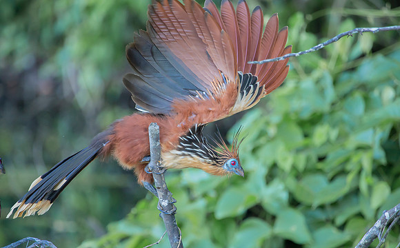Hoatzin, Rio Madres de Dios, Perú 2014