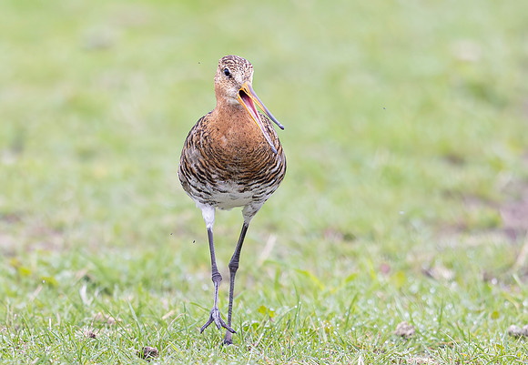 Grutto, Black-tailed Godwit, Eempolder 2024
