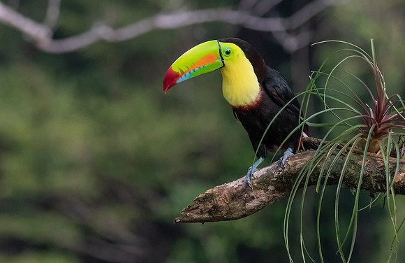 Keel-billed Toucan, Costa Rica 2022