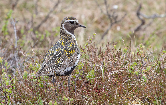 Goudplevier, Golden Plover, Storlien 11-06-2022, 16A0918