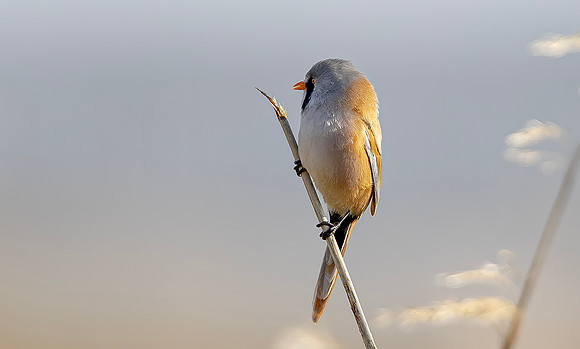 Baardman ♂, Bearded Reedling, Marker Wadden 2024