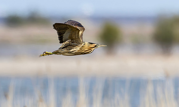 Roerdomp, Eurasian Bittern, Marker Wadden 2024