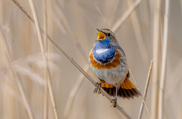 Blauwborst  ♂,  Bluethroat. Waverhoek 2024