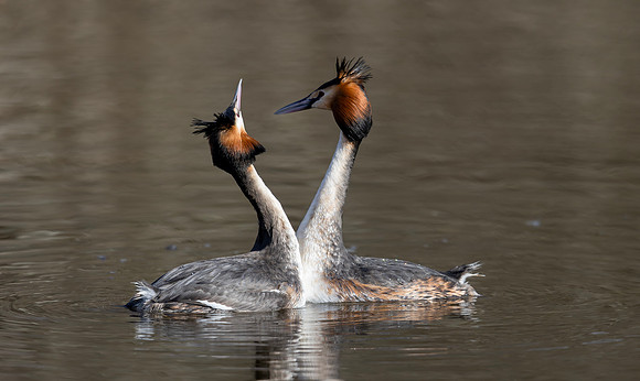 Fuut ♀,♂ balts, Great Crested Grebe, courtship, Kockengen 2025