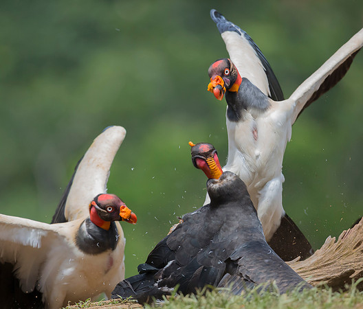 King Vulture, Costa Rica 2022