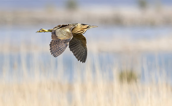 Roerdomp, Eurasian Bittern, Marker Wadden 2024